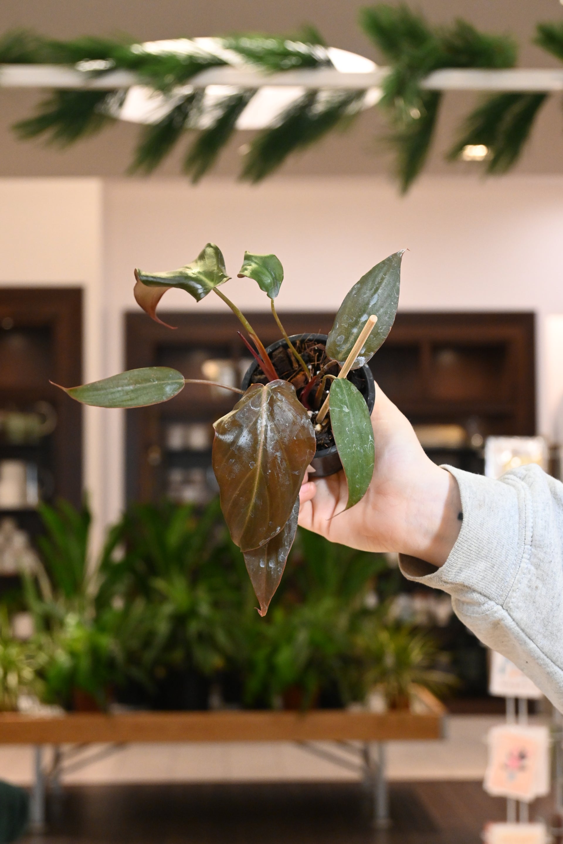 philodendron morning glory Philodendron Midnight Glory – Lost in the Forrest