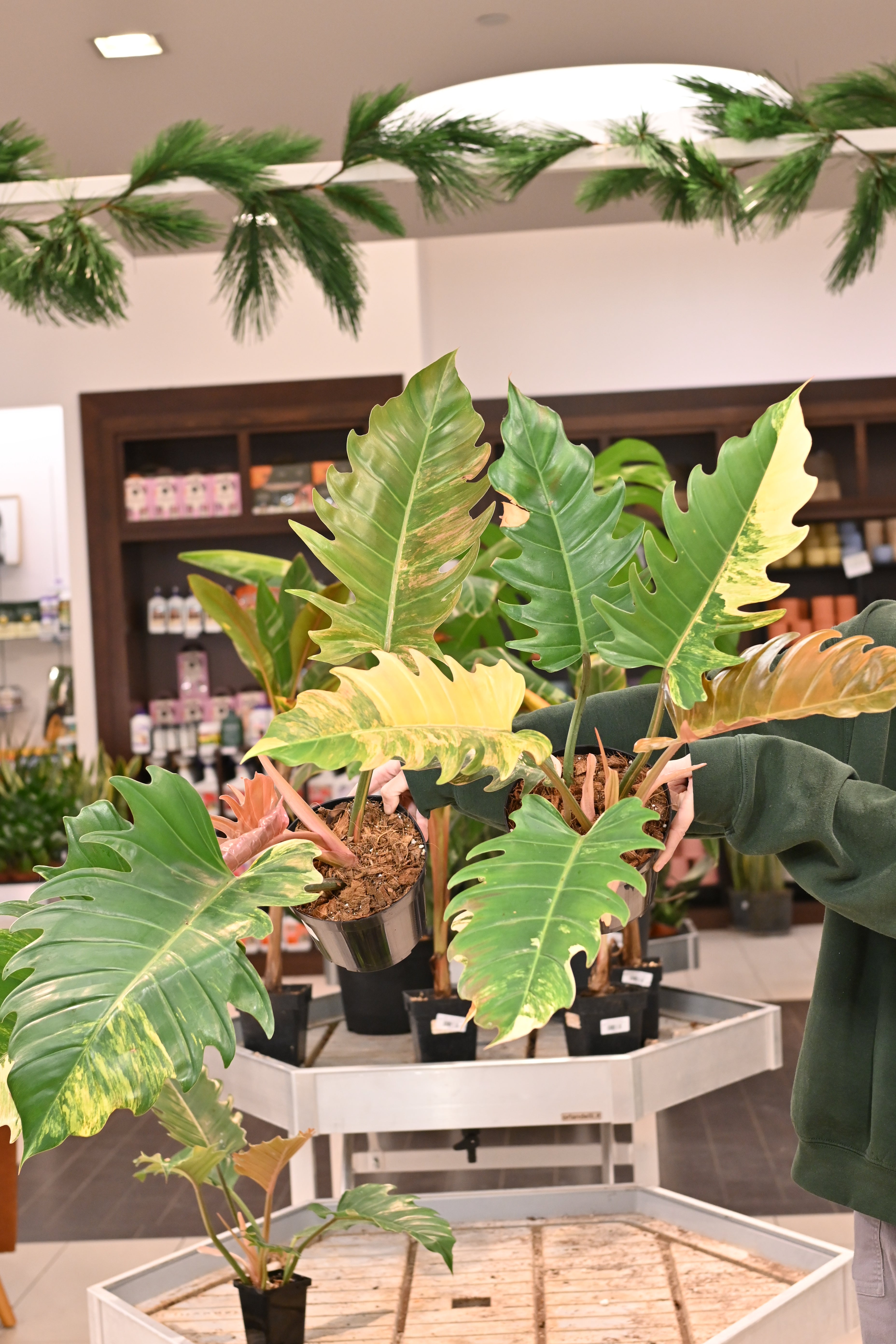 Philodendron Caramel Marble