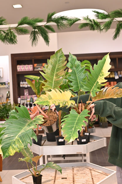 Philodendron Caramel Marble