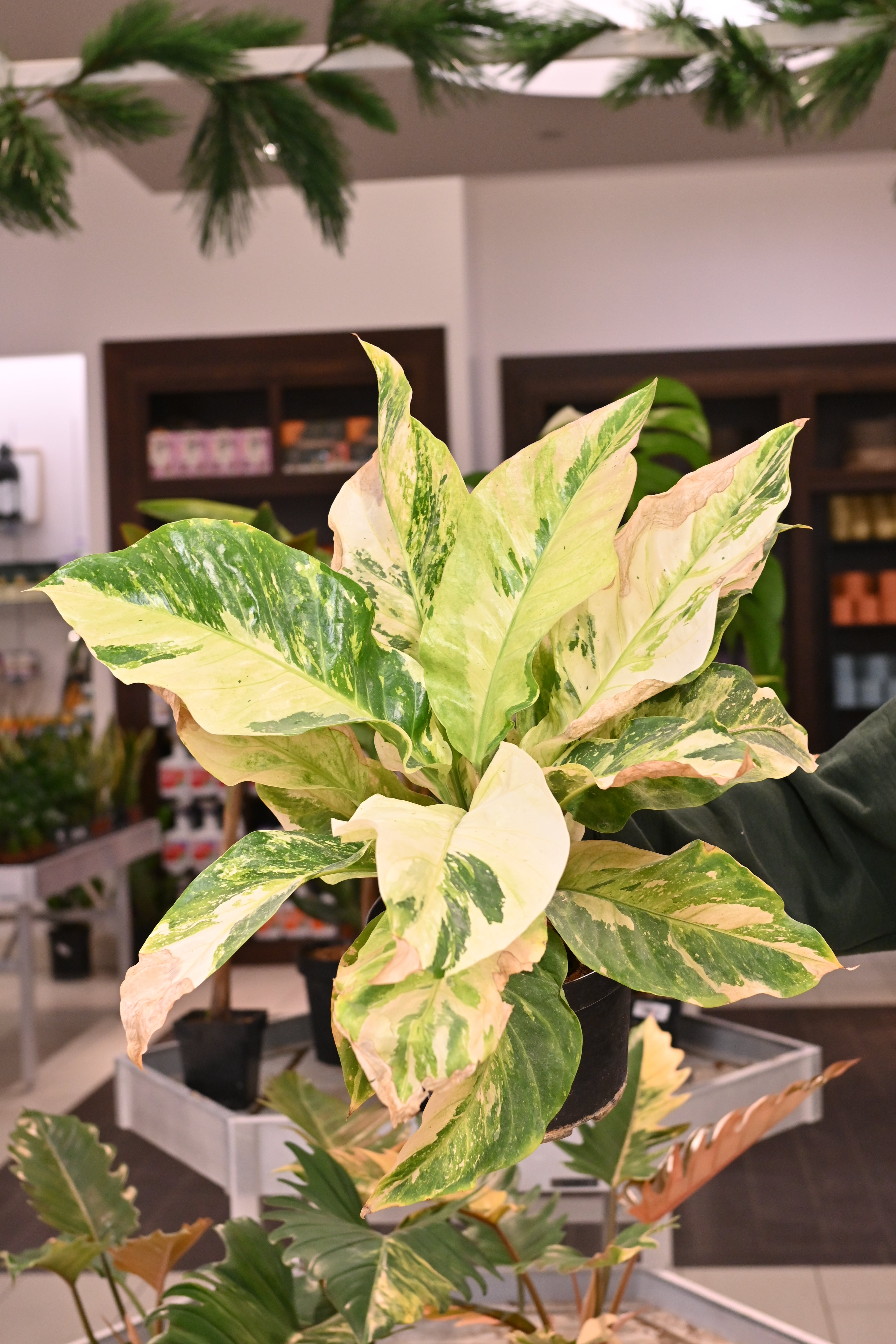 Anthurium Renaissance