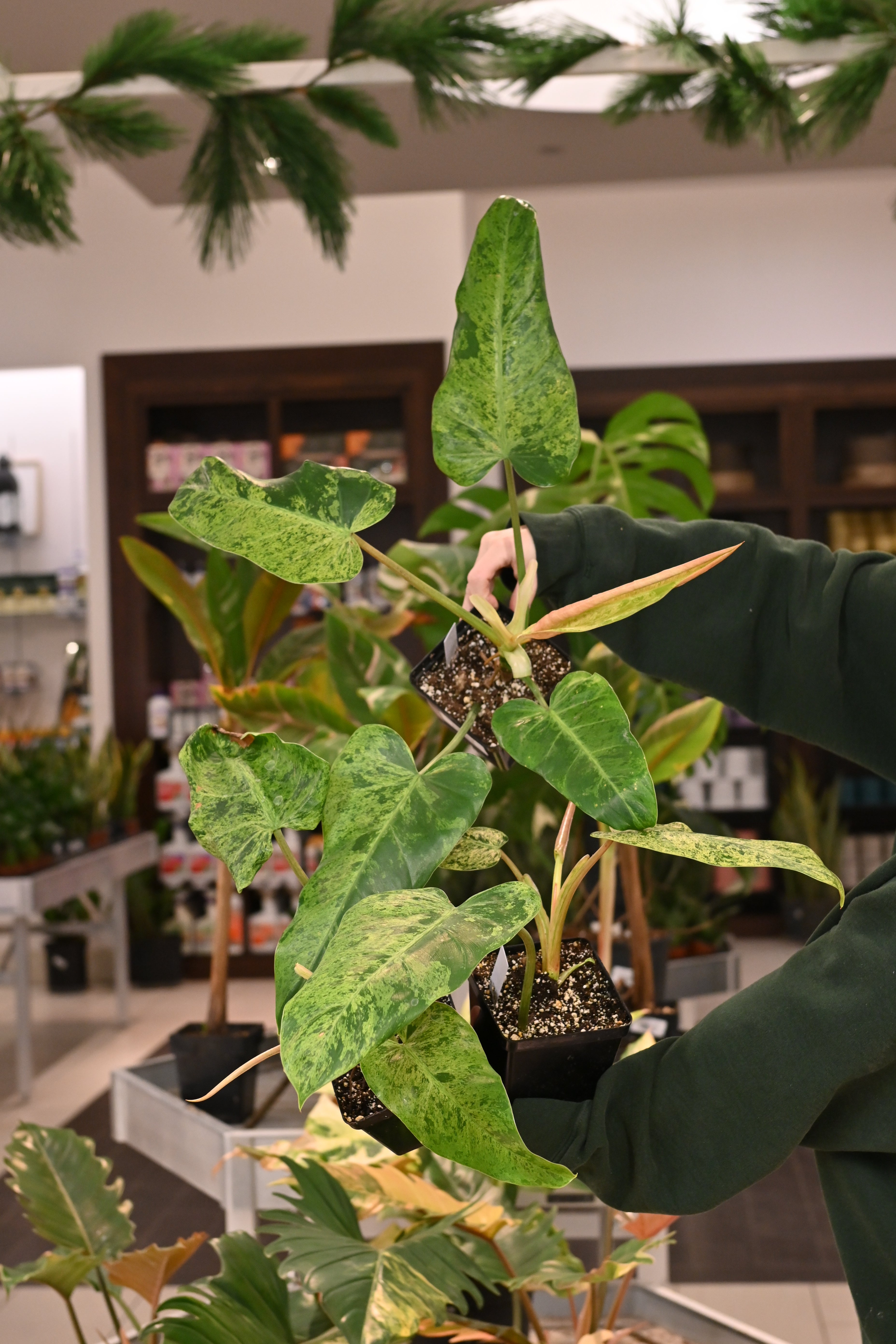 Philodendron Whipple Way Mint – Lost in the Forrest