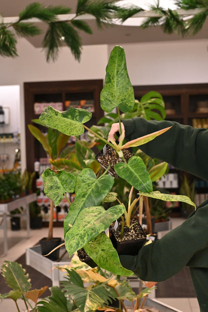 Philodendron Whipple Way Mint