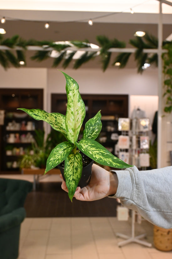 Dieffenbachia Bright Star
