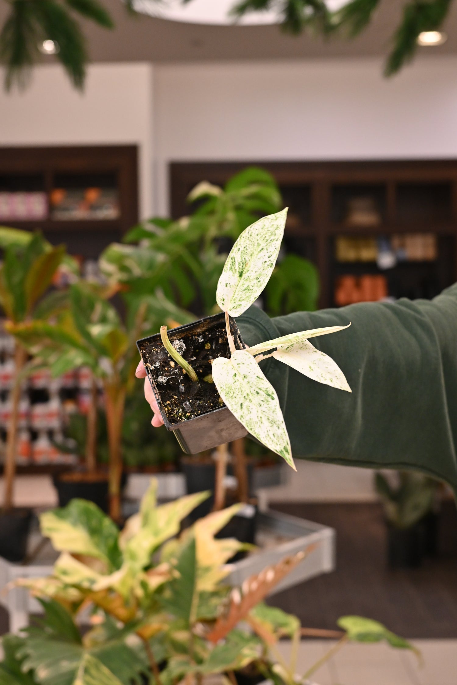 Philodendron Emerald Ice