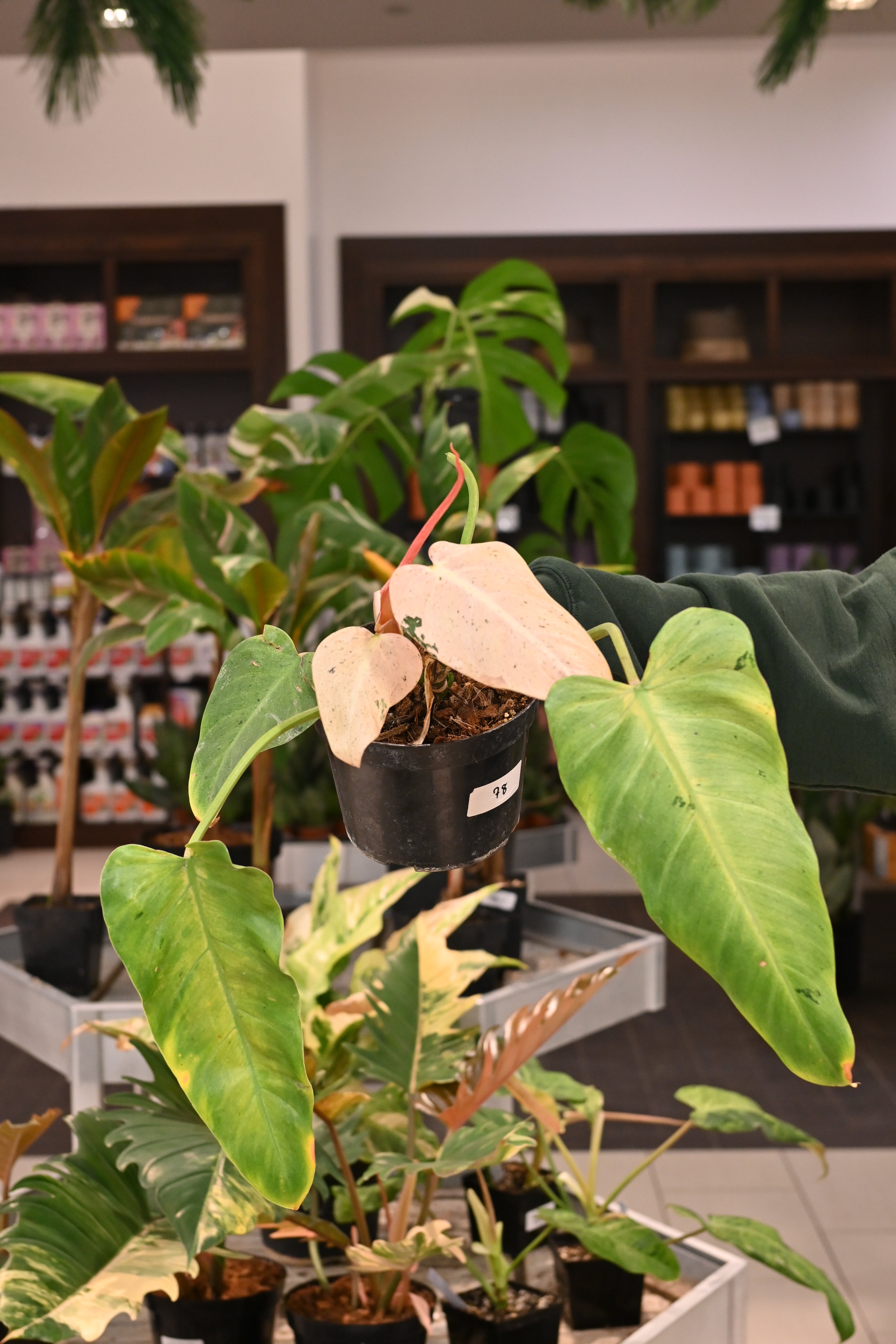 Philodendron Whipple Way – Lost in the Forrest