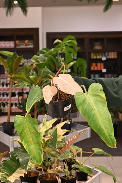 Philodendron Whipple Way