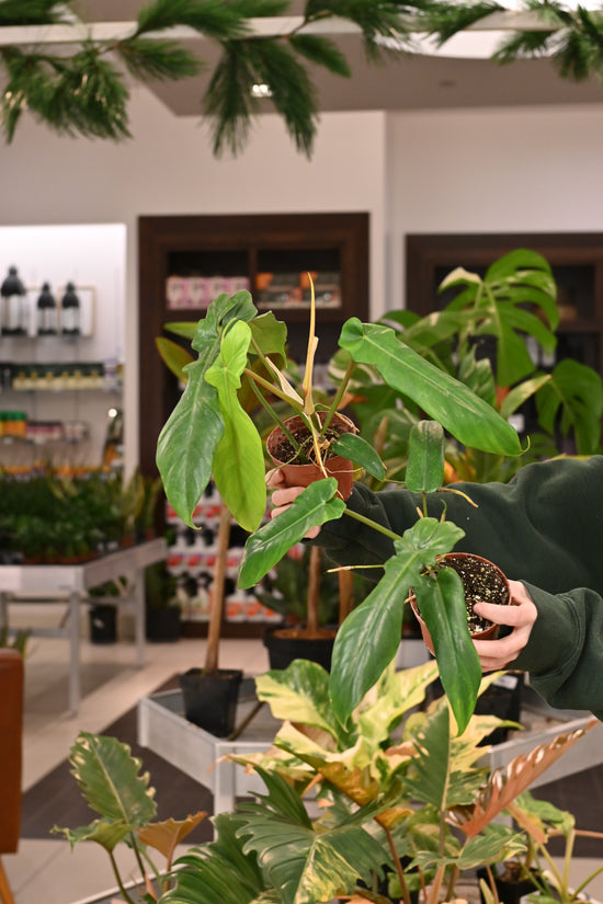 Philodendron Florida Beauty X Bob Cee