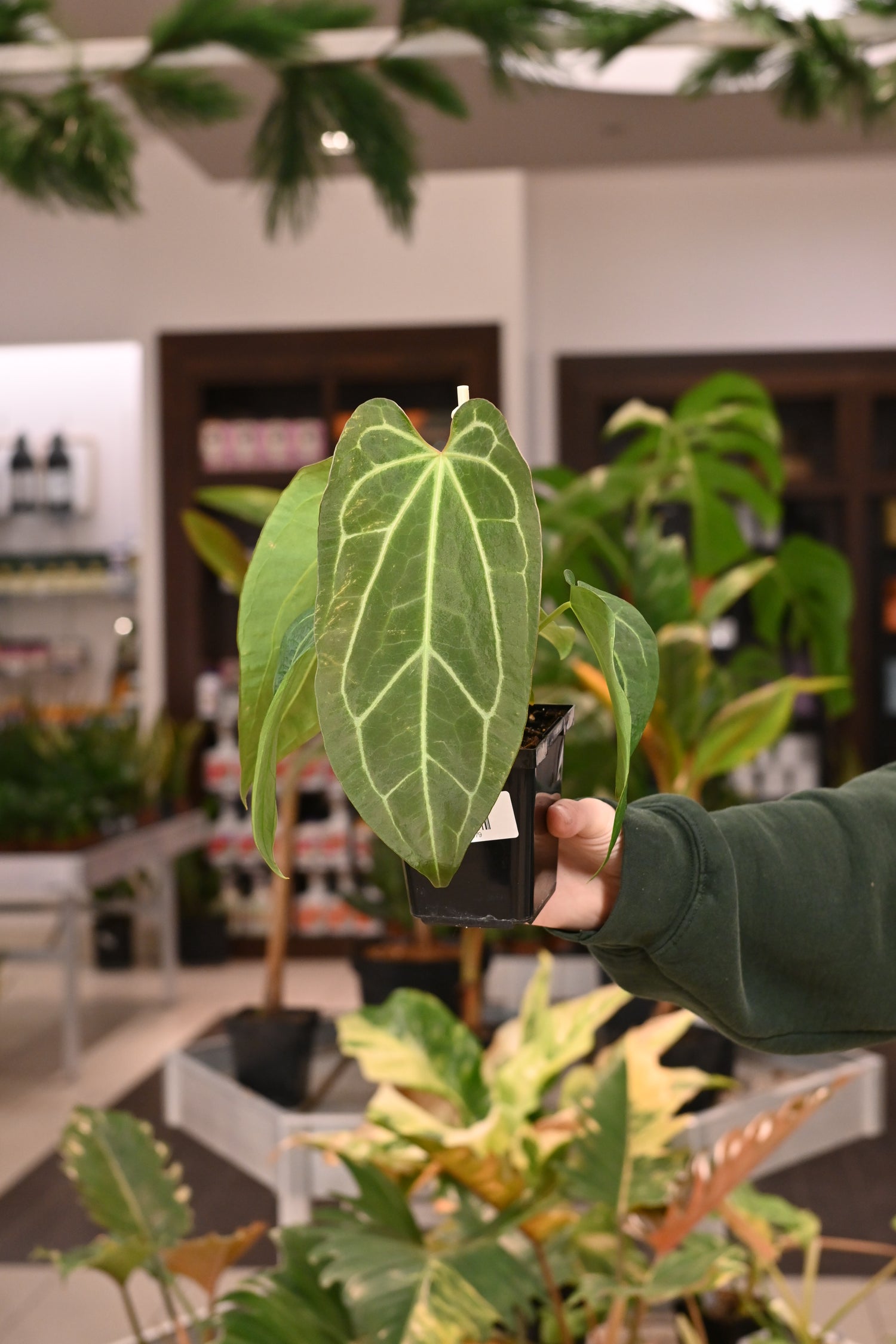 anthurium dark night Anthurium Wuhoo's First Night x FTG Crystallinum – Lost in the Forrest