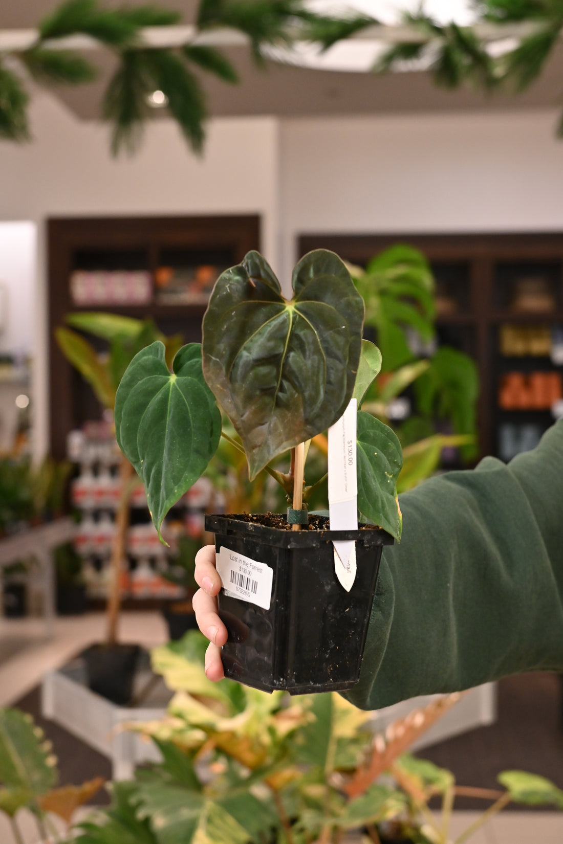 Anthurium Papillilaminum &