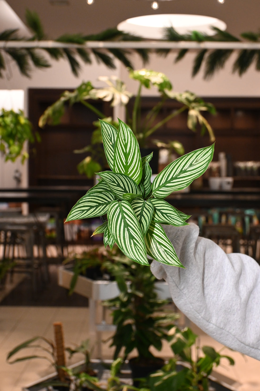 Calathea Vittata