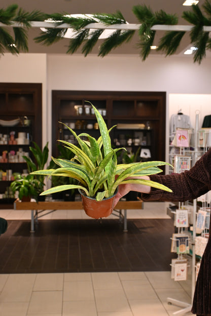 Sansevieria Laurentii