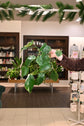 Epipremnum Pinnatum Albo