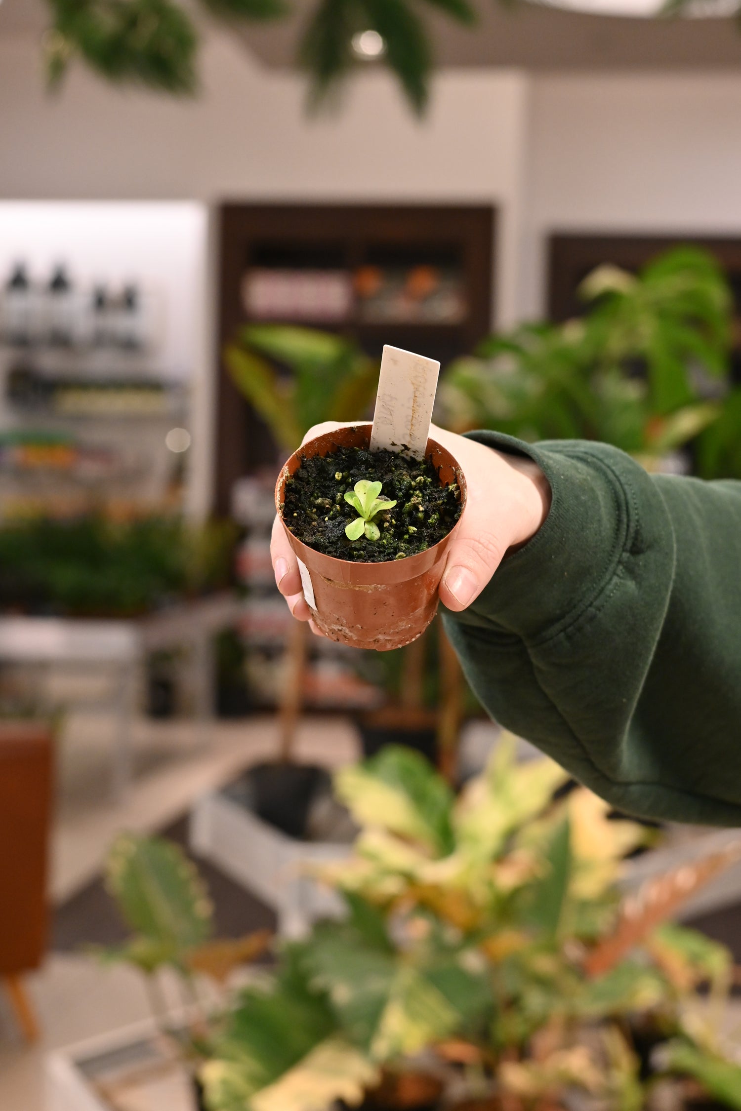 Pinguicula Butterwort