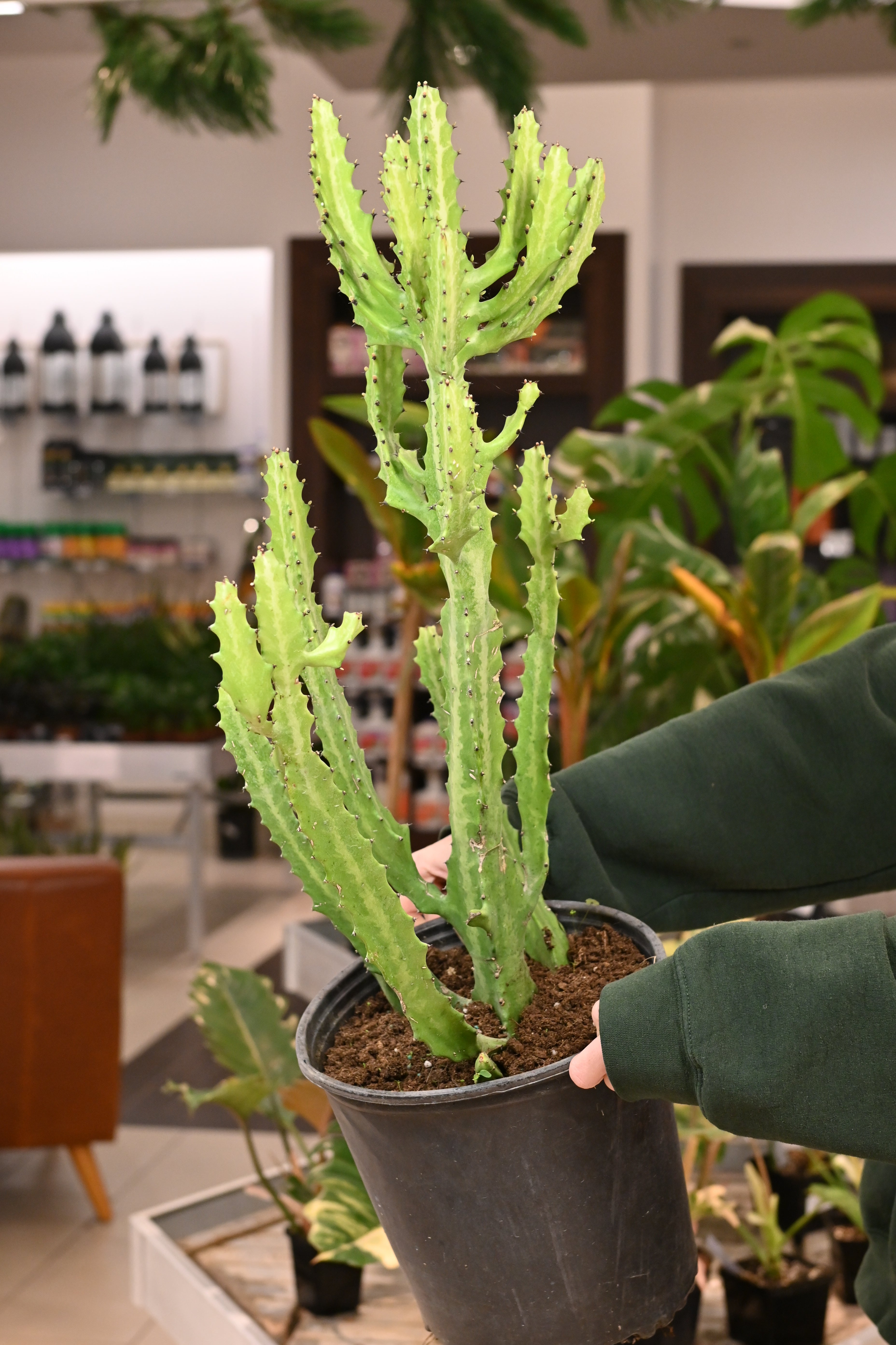 Euphorbia Assorted