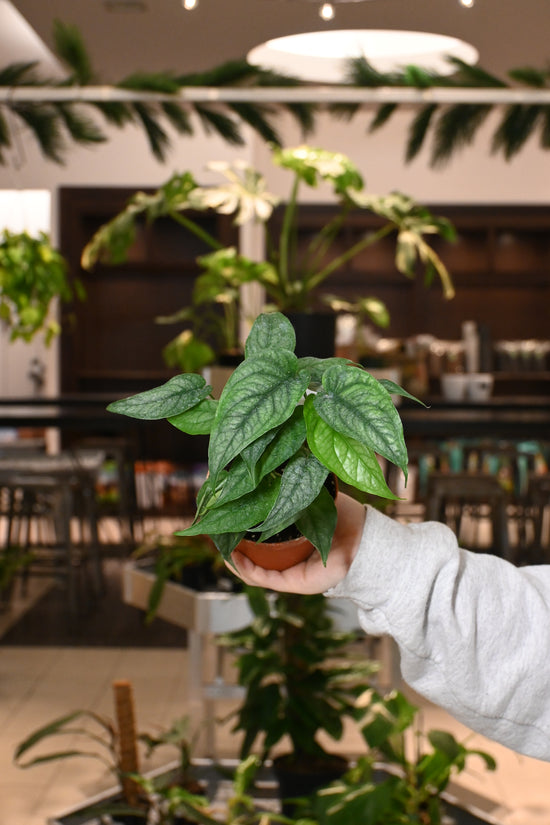 Monstera Siltepecana