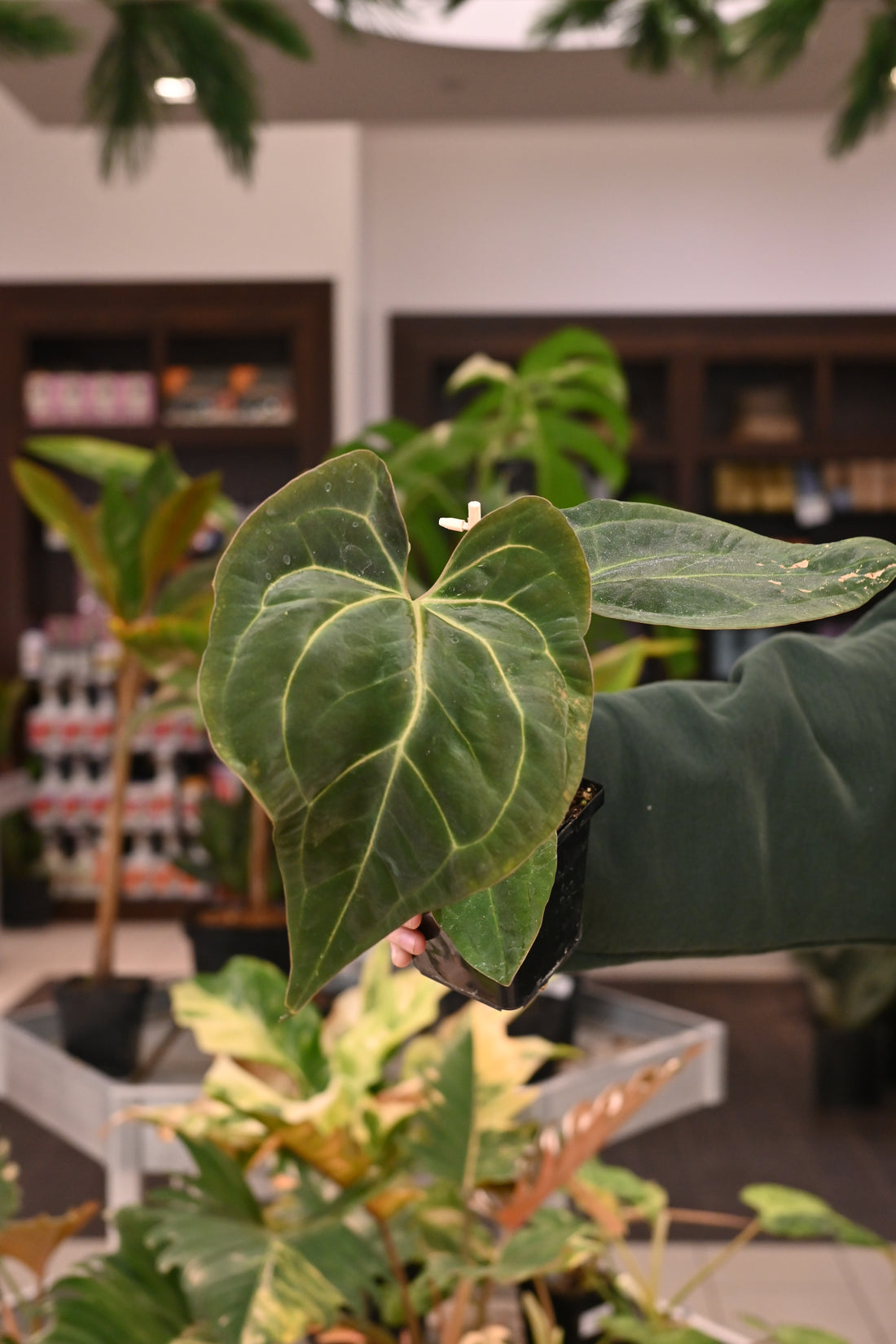 Anthurium (AOS dark x BVEP) x Besseae aff