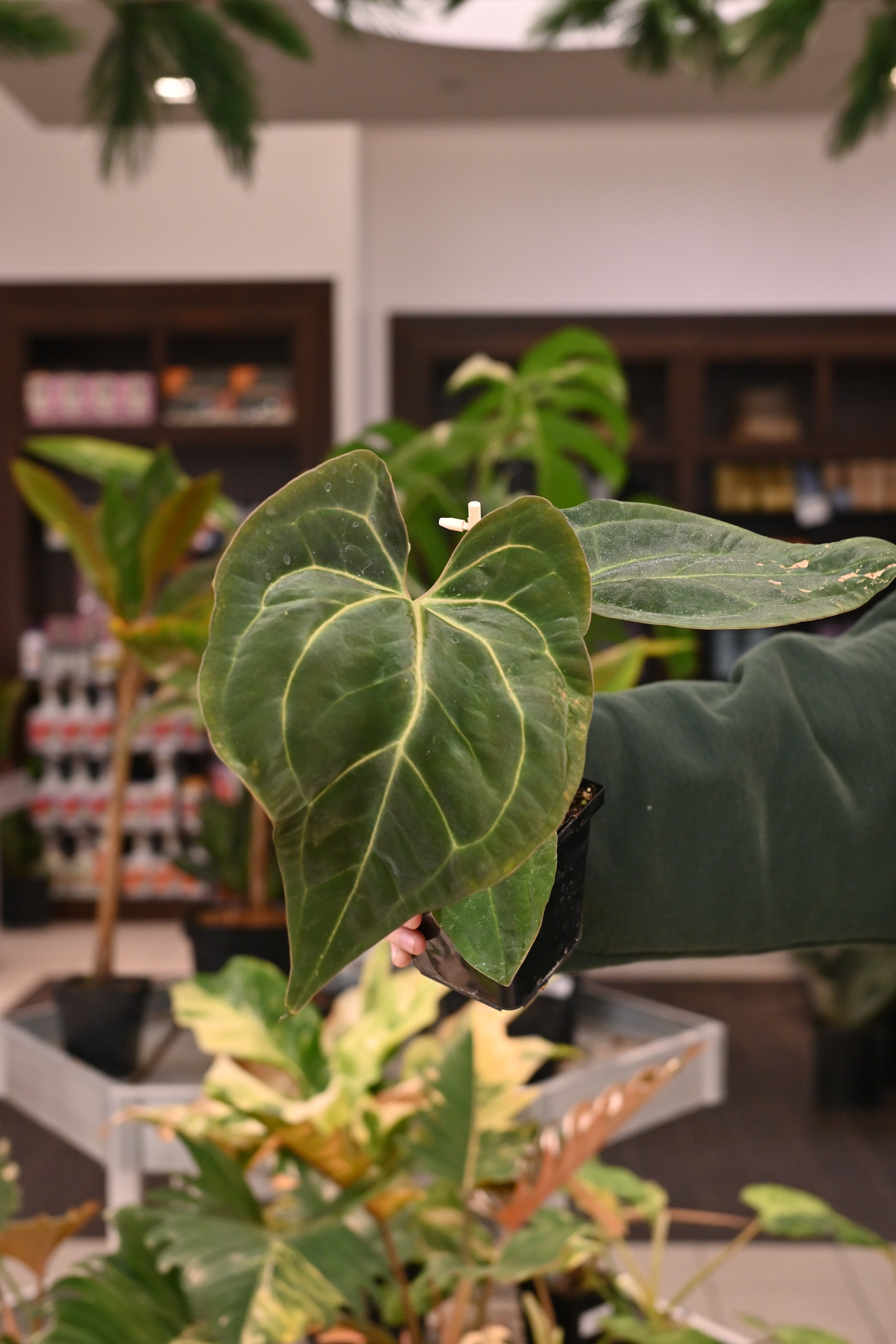 Anthurium (AOS dark x BVEP) x Besseae aff