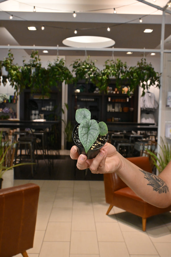 Alocasia Melo