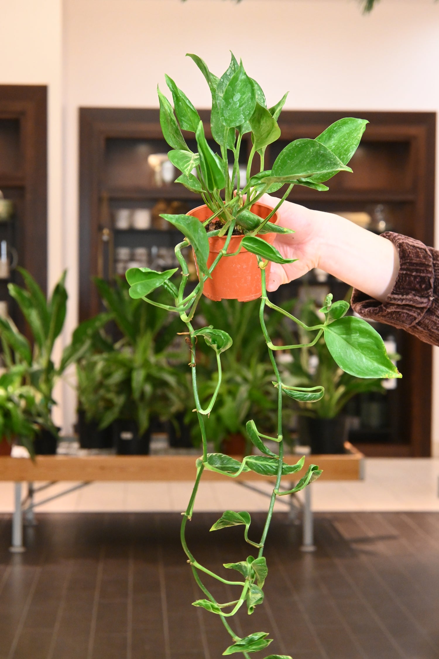 shangri la pothos plant care Shangri La Pothos – Lost in the Forrest