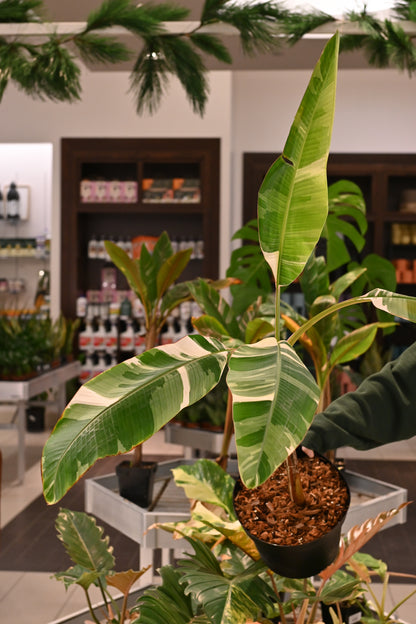 Musa "Variegated" Banana