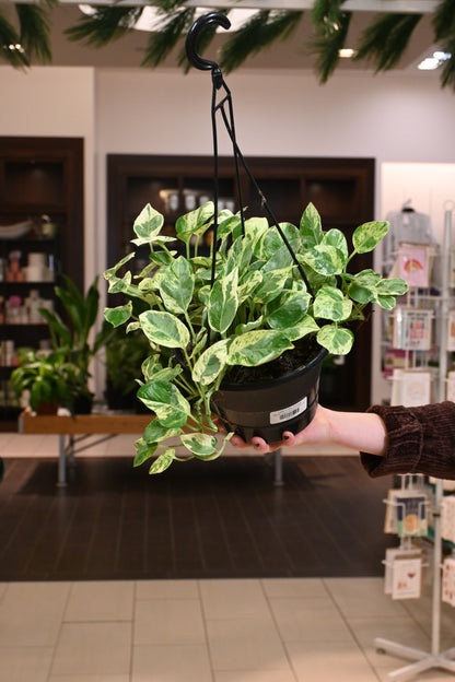 jade and pearls pothos care Epipremnum 'Pearls and Jade Pothos' 6”