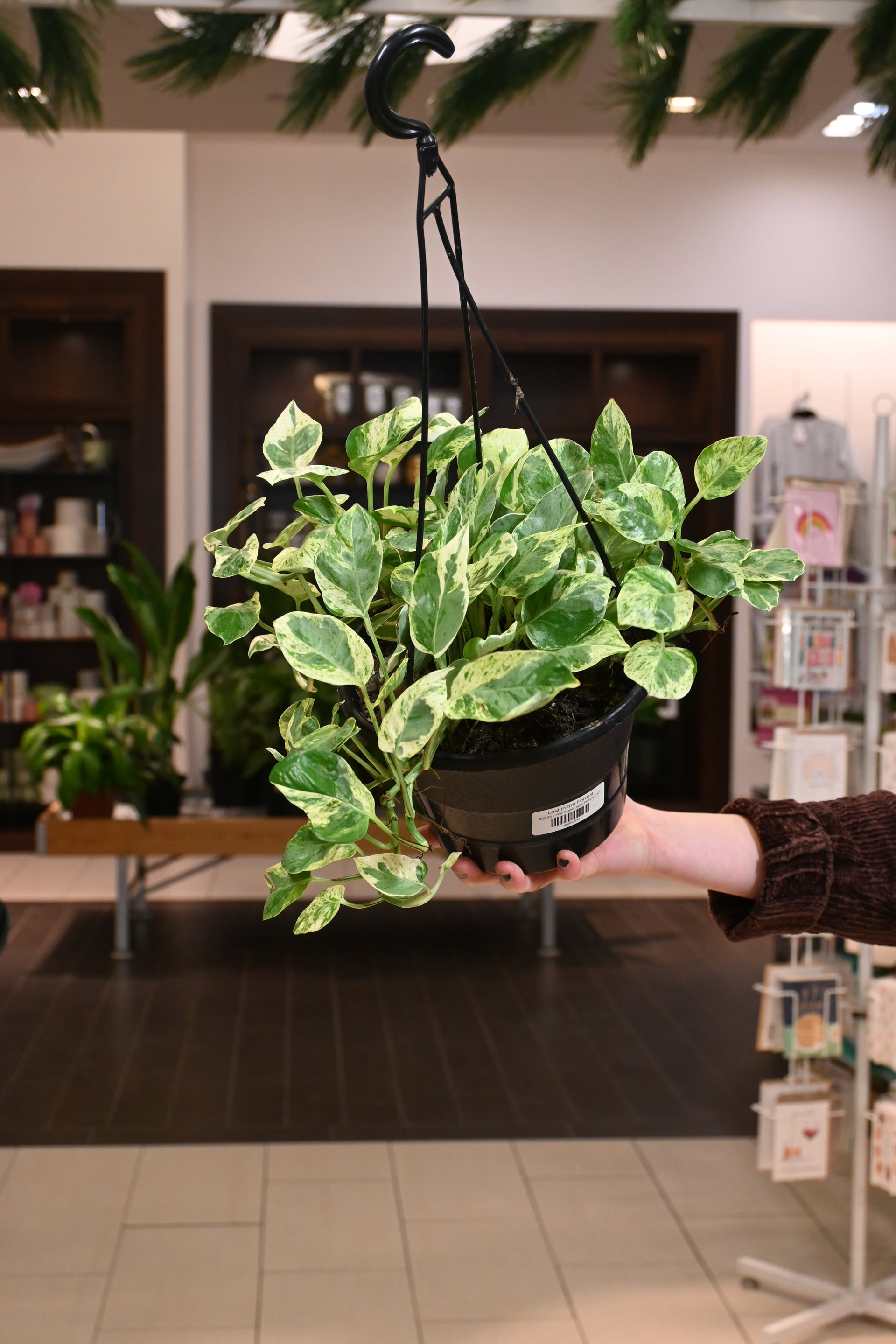 pearls of jade plant Pearls and Jade Pothos – Lost in the Forrest