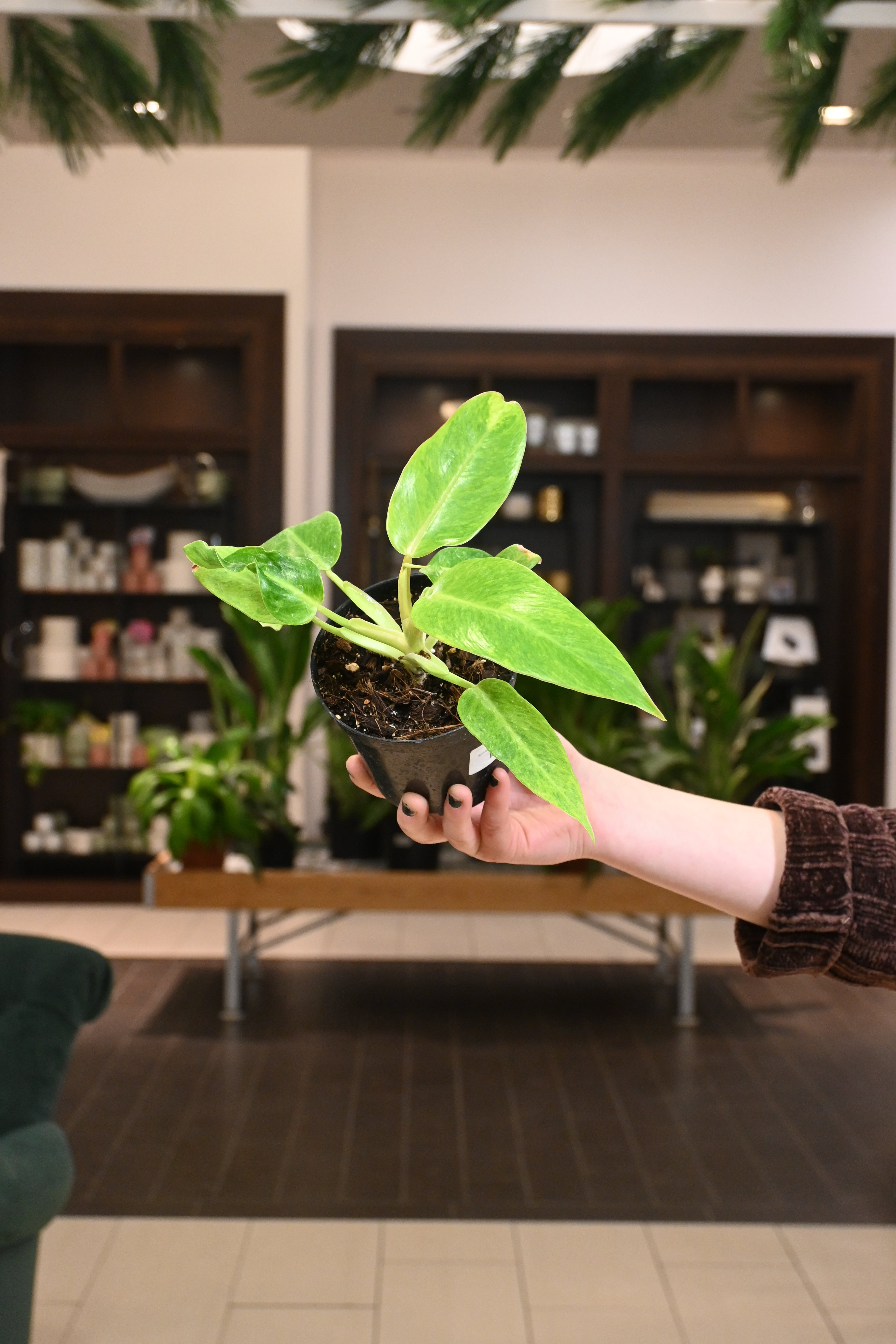 Philodendron Calkins Gold