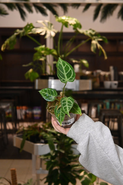 anthurium crystal hope Anthurium Crystal Hope – Lost in the Forrest