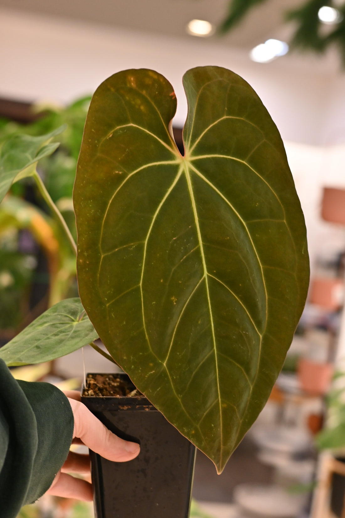 Anthurium Papillilaminum Wu9 x Carlabalckiae Wu2