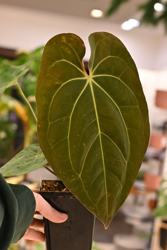 Anthurium Papillilaminum Wu9 x Carlabalckiae Wu2