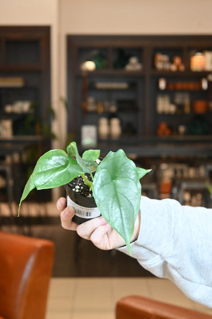 Alocasia Heterophylla Dragon&