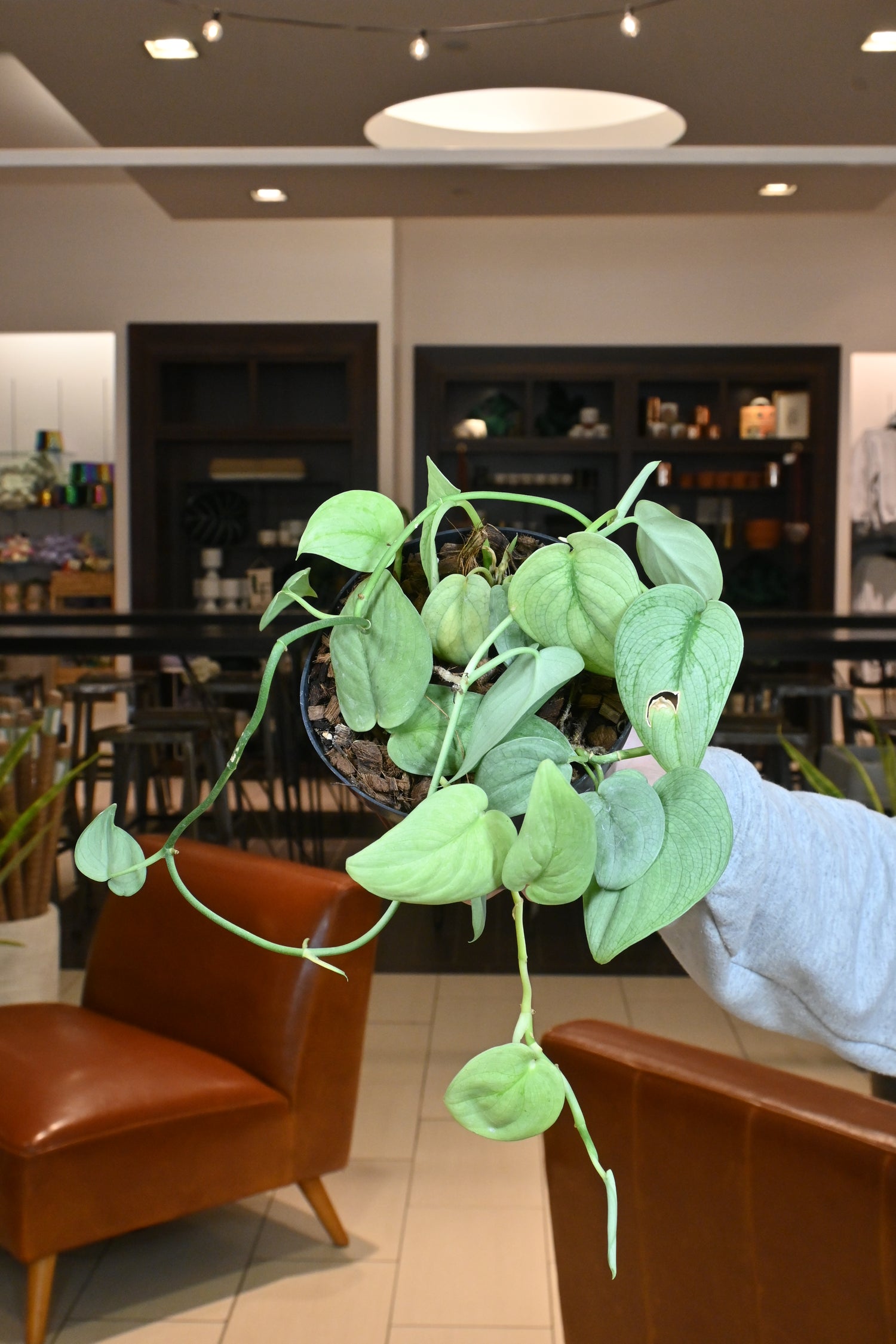 platinum pothos Scindapsus Platinum 4"