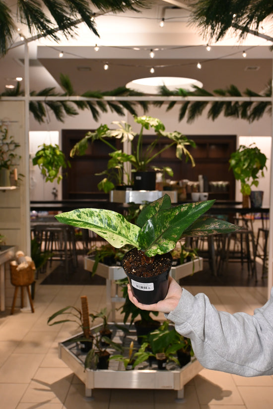 Anthurium Renaissance