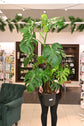 Monstera Albo