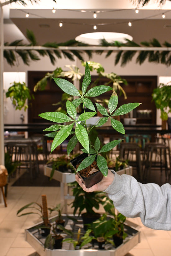 Variegated Money Tree