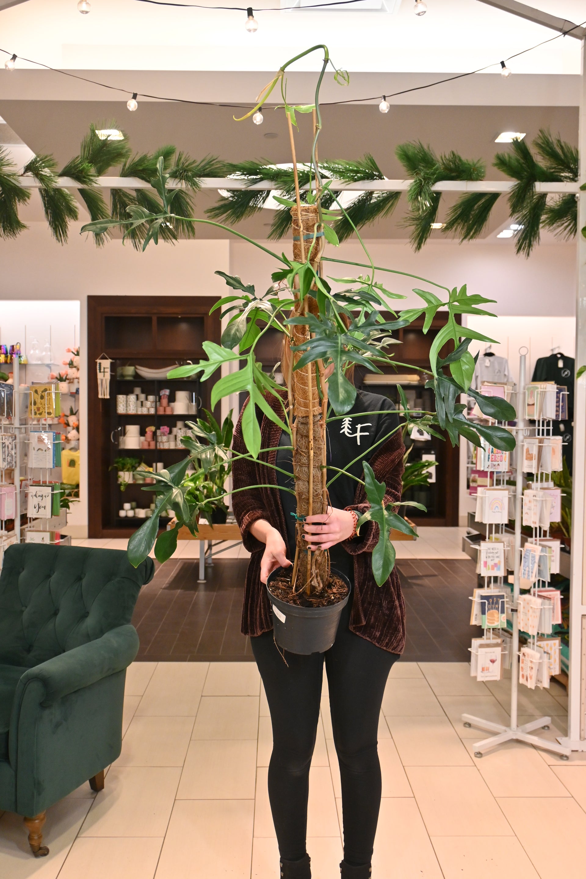 Philodendron Glad Hands – Lost in the Forrest