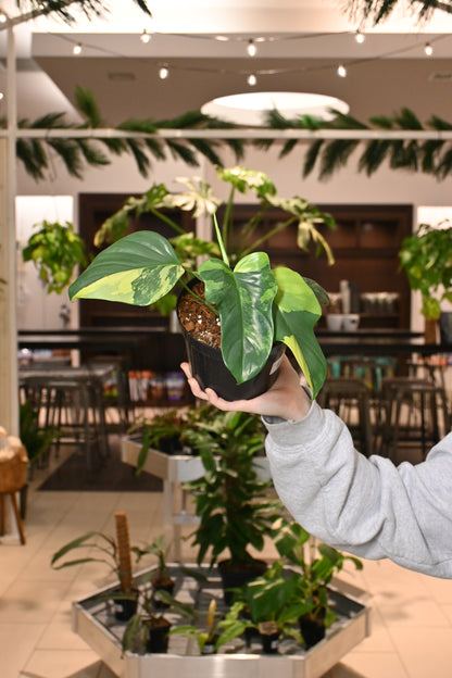 philodendron bipennifolium variegated Philodendron Bipennifolium Variegated – Lost in the Forrest