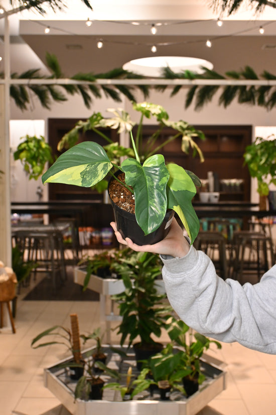 Philodendron Bipennifolium Variegated