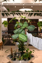 Maranta Silver Band