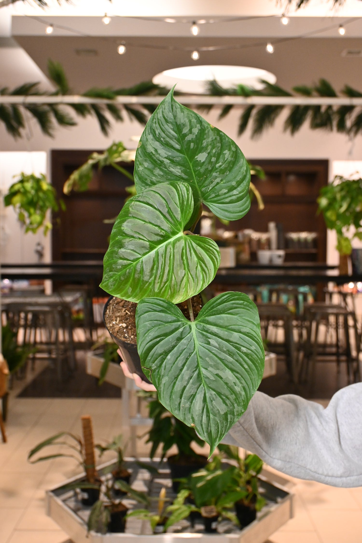 green majesty philodendron Philodendron Majestic – Lost in the Forrest