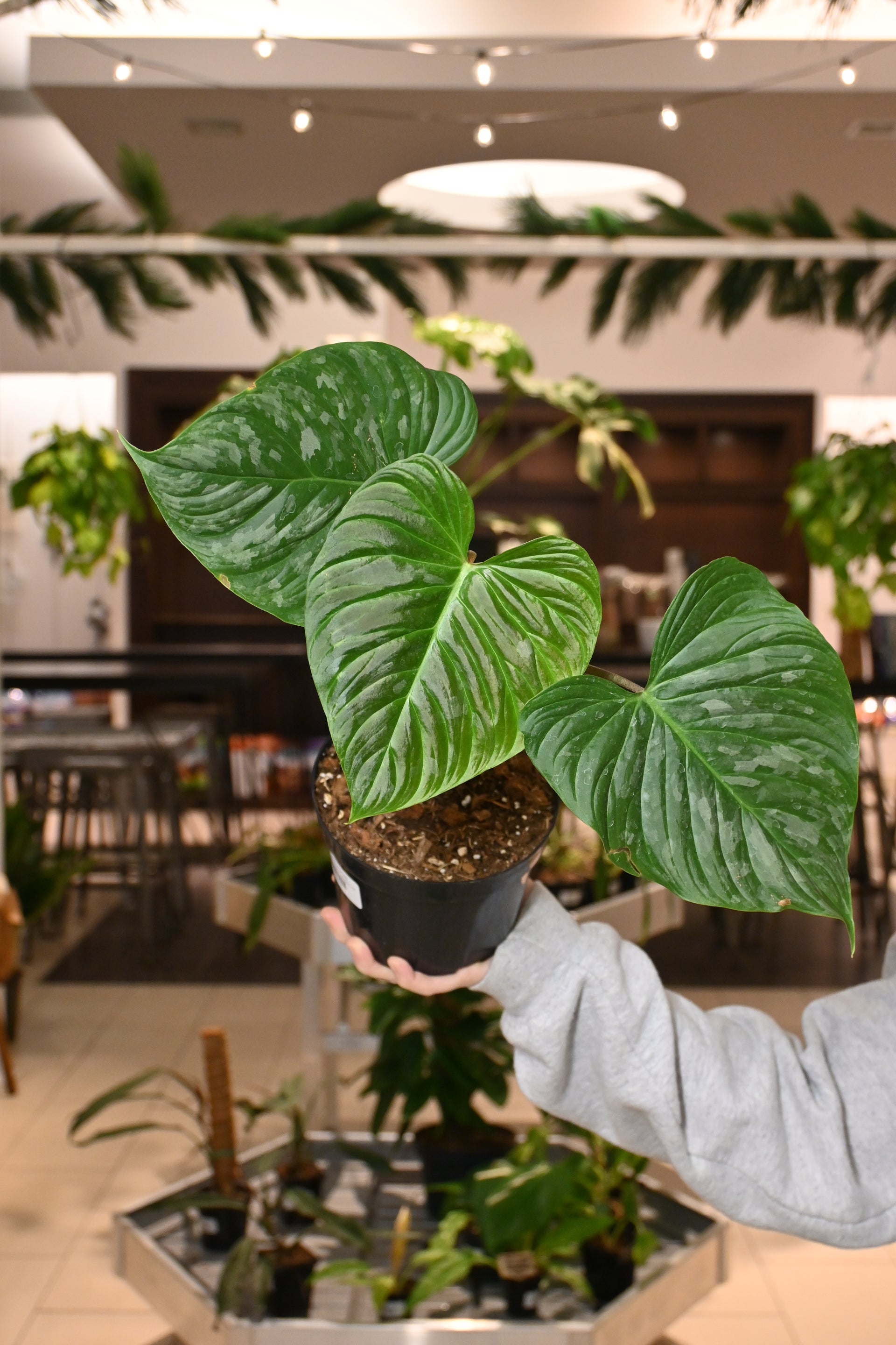 philodendron majesty Philodendron Majestic – Lost in the Forrest