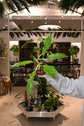 Philodendron Golden Crocodile Variegated