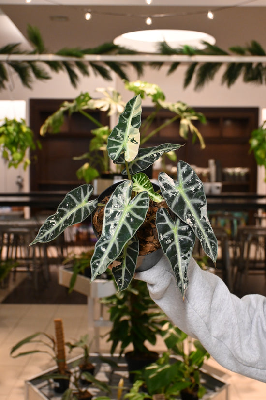 Alocasia Bambino Variegated
