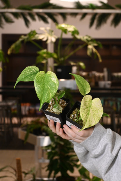Mint Monstera Large Form