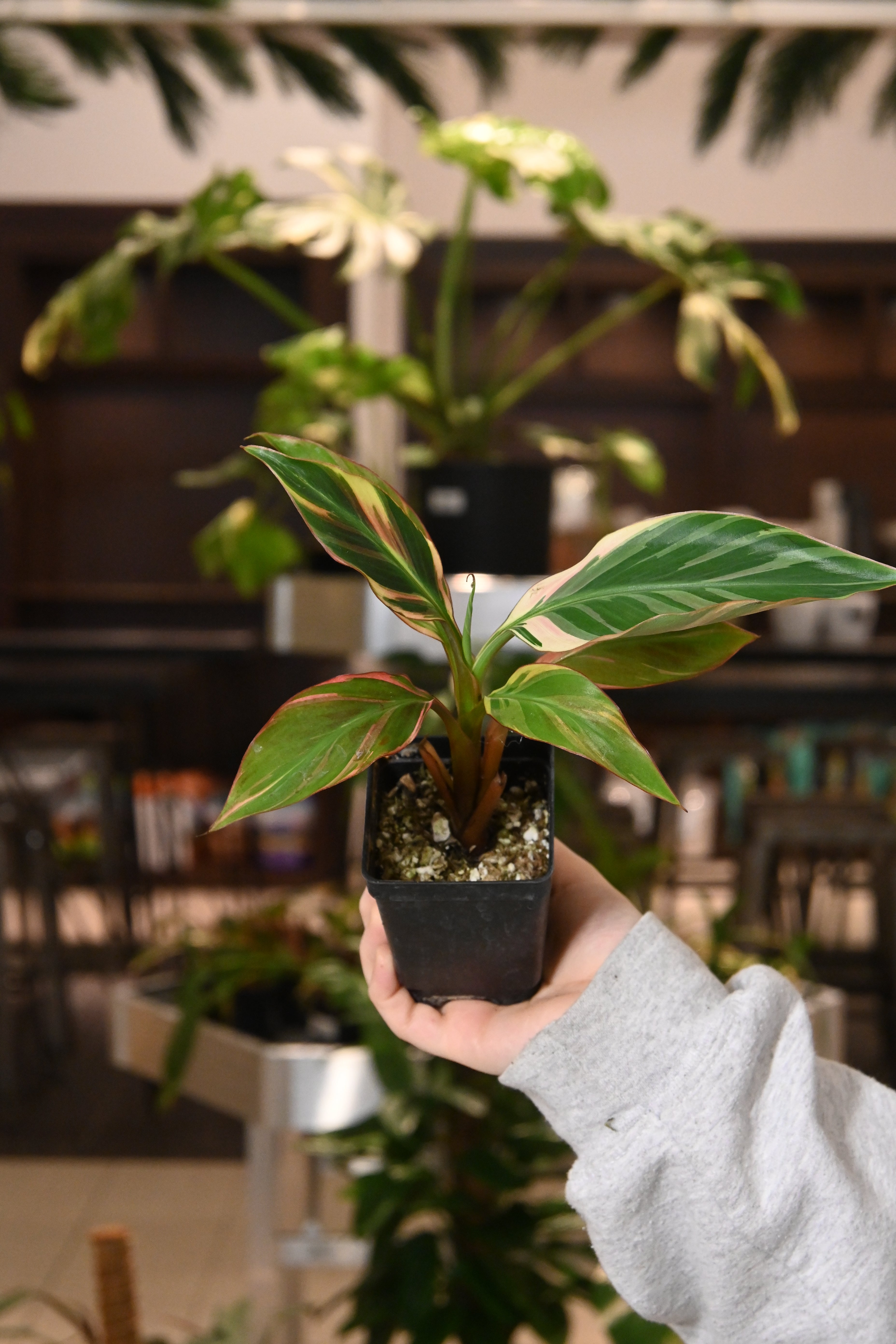 Musa Nono - Pink Variegated Banana