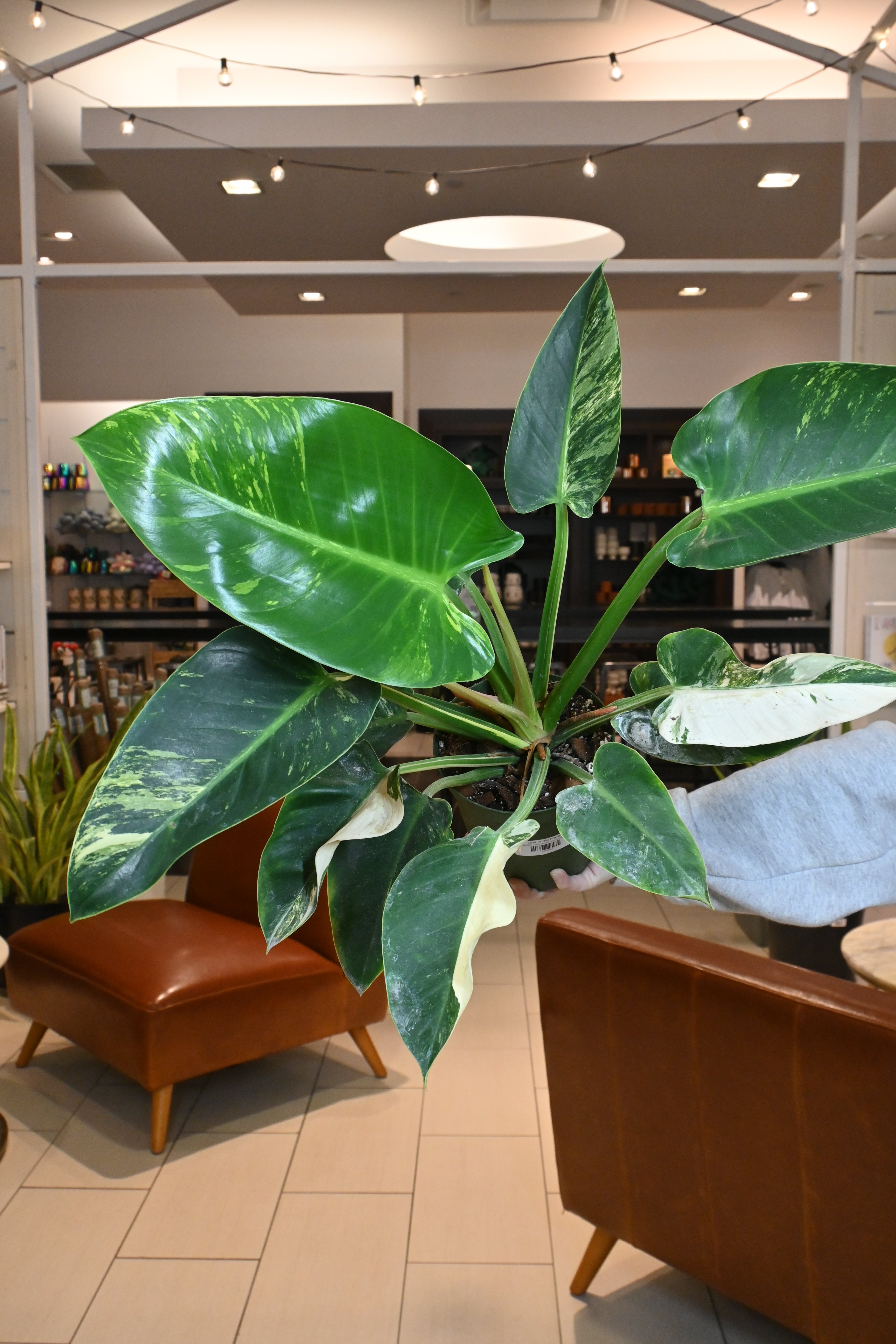 Philodendron Congo Albo