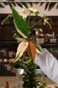 Philodendron Carmel Marble