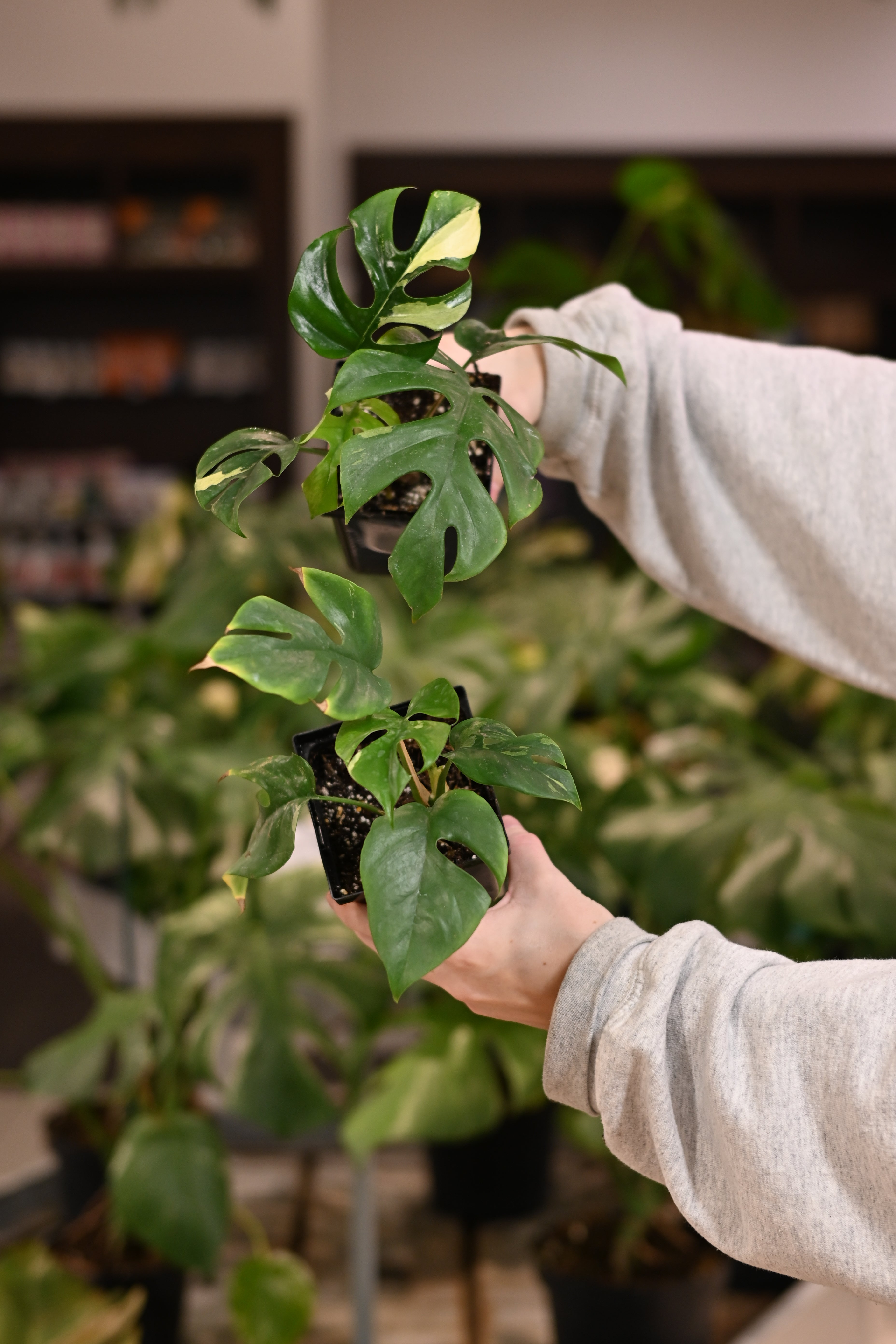 Rhaphidophora Tetrasperma Variegated – Lost in the Forrest