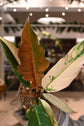Philodendron Carmel Marble