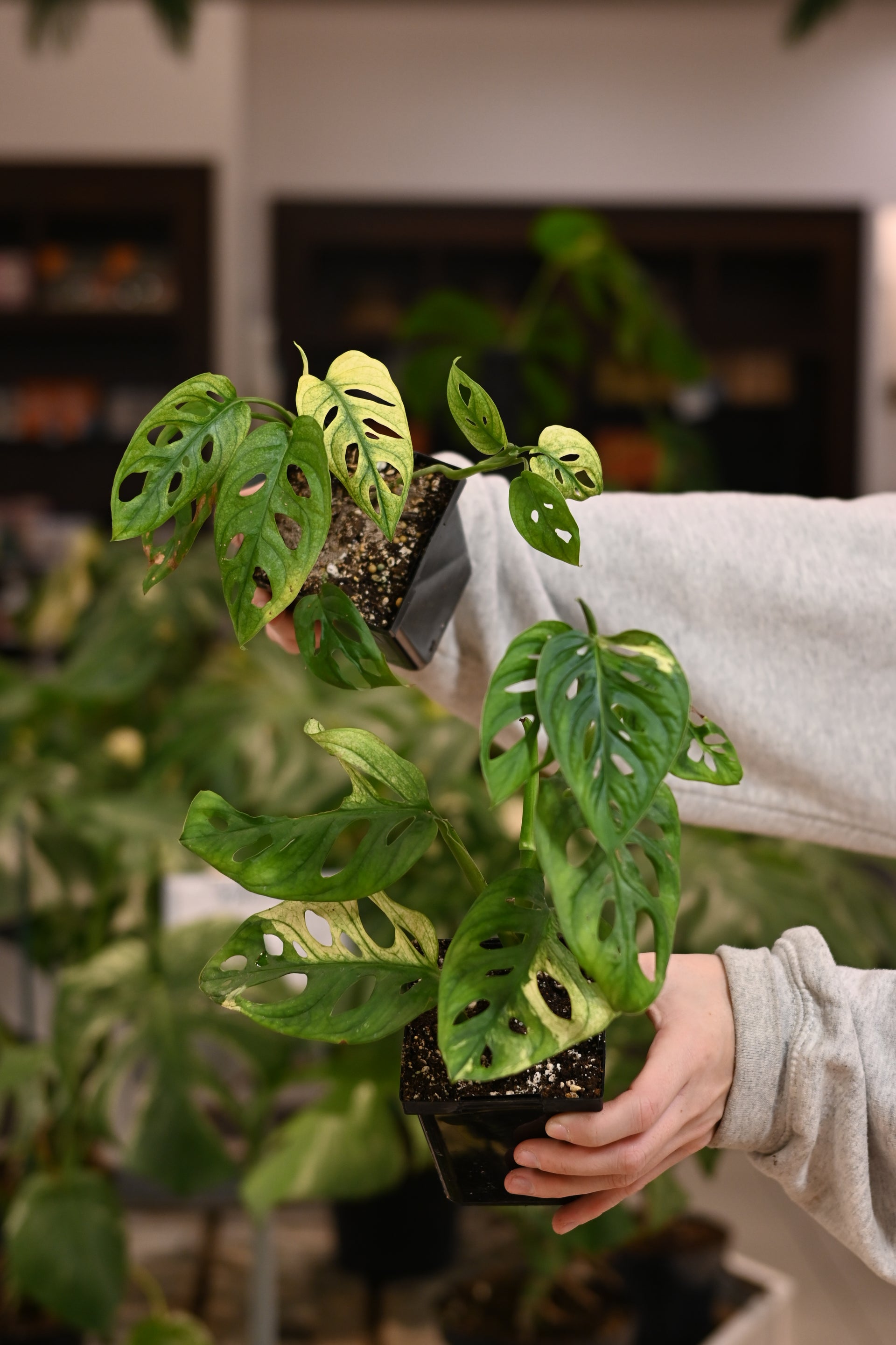 Monstera Adansonii Variegated – Lost in the Forrest